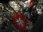 Snorkeling at Cpt Cook Monument
